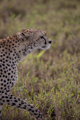 A cheetah in the early morning roams the avanne in a national park, photographed on a safari in Kenya Africa