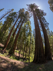 Giant sequoia trees in the Mariposa Grove of Giant Sequoias, a sequoia grove near Wavona, California, USA, in the southernmost part of Yosemite National Park.