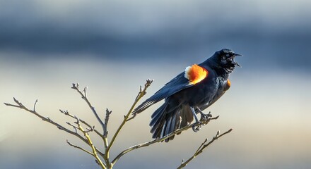 Red-winged Blackbird