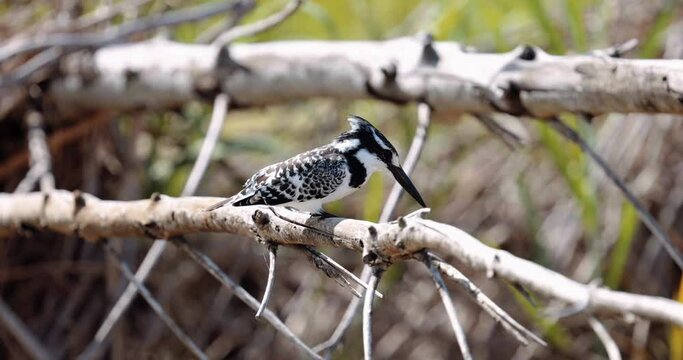 Pied Kingfisher, Ceryle rudis species Hunting fish on a branch