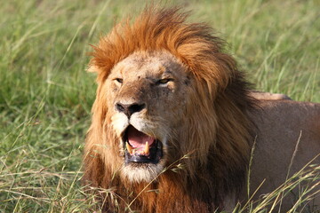 Portrait of a heavily breathing lion lion showing with open mouth