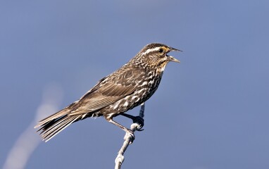 Red-winged Blackbird