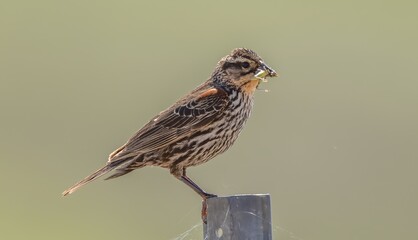 Red-winged Blackbird