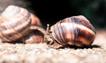 Snails in shells crawling on road