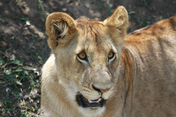 Fototapeta na wymiar Grown-up lion cub resting in green bush, a close-up
