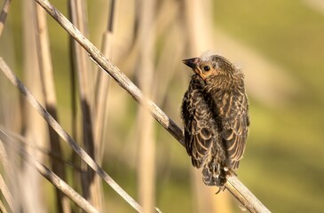 Red-winged Blackbird