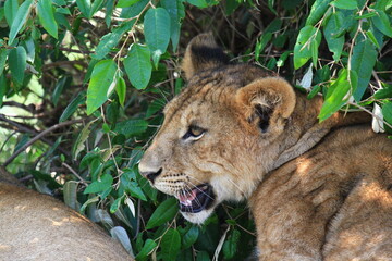 Grown-up lion cub resting in green bush, a close-up