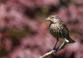 Red-winged Blackbird