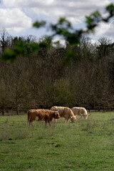 Highland cows in the field 