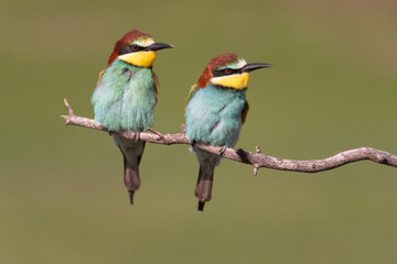 European bee eater (Merops apiaster)