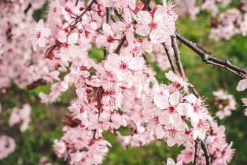 Blooming sakura branch in spring with pink flowers during the rain. Cherry blossom, sakura flowers