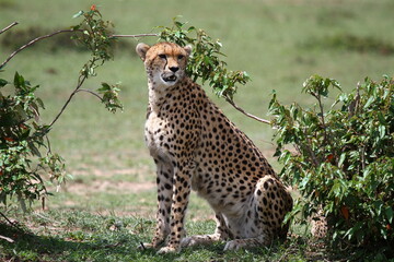Closeup of a mother cheetah resting in the shade of a small bush