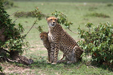 Closeup of a mother cheetah and her cub resting in the shade of a small bush