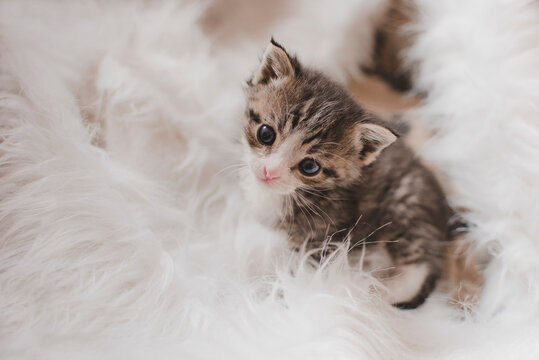 รูปภาพKotek – เลือกดูภาพถ่ายสต็อก เวกเตอร์ และวิดีโอ1,997 | Adobe Stock