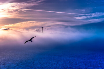 Sunset over Golden Gate Bridge lost in mist from Alcatraz Island. One tower of bridge rising out of a heavy fog. Silhouette of  bird with full wing span 