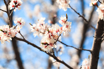Blossom tree over nature background. spring flowers. spring background. Blurred concept. Natural background. Apricot flowers