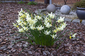 The daffodil, Narcissus pseudonarcissus, white narcissus flowers in a garden