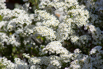Blossom tree - spring flowers