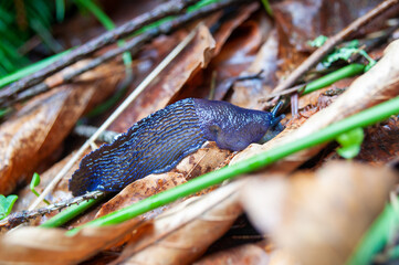 Bielzia coerulans, commonly known as the Carpathian blue slug or simply the blue slug
