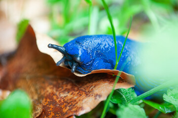 Bielzia coerulans, commonly known as the Carpathian blue slug or simply the blue slug