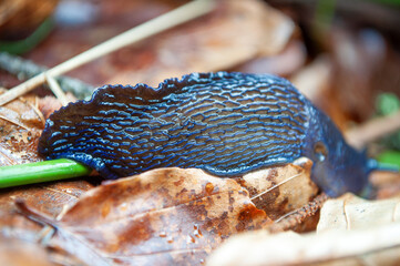 Bielzia coerulans, commonly known as the Carpathian blue slug or simply the blue slug