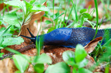 Bielzia coerulans, commonly known as the Carpathian blue slug or simply the blue slug
