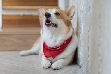 Cute brown and white dog. Cute welsh corgi dog lying on the ground at home