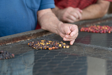 Experienced Hands Showing Coffee Varieties on Drying Rack