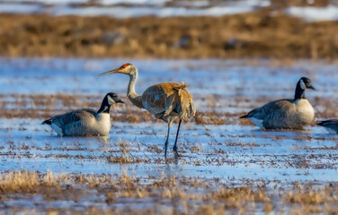 Sandhill Crane