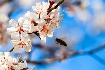 Blossom tree over nature background. spring flowers. spring background. Blurred concept. Natural background. Apricot flowers