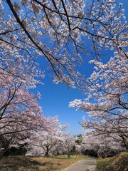 満開の桜が咲く城山【香川県丸亀市、仲多度郡まんのう町】2023