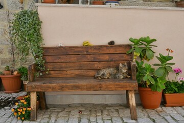 A cat on a bench in an alley of Guardialfiera, a historic town in the state of Molise in Italy.