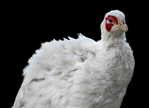 Common pheasant (Phasianus colchicus) albino
