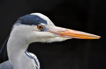 Grey heron (Ardea cinerea) portrait