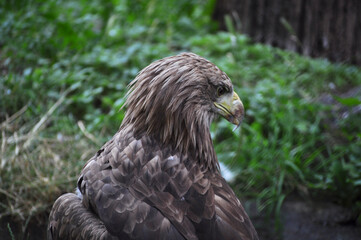 White-tailed eagle (Haliaeetus albicilla) portrait