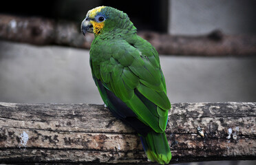 Yellow-crowned amazon (Amazona ochrocephala) portrait