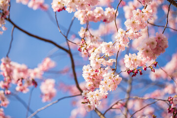 Pink sakura flower, Cherry blossom tree in the park.