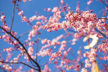 Pink sakura flower, Cherry blossom tree in the park.