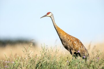 Sandhill Crane