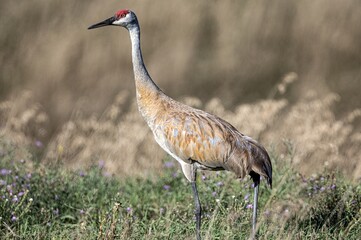 Sandhill Crane