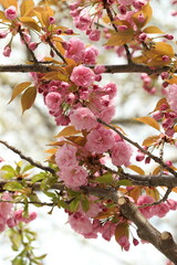 pink apple  blossom