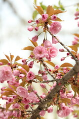 Fototapeta na wymiar pink apple blossom