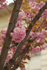 pink apple blossom
