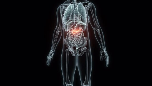 3D rendering Medical Animation of a Human Pancreas.X-ray of a Pancreas
