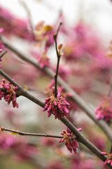 canadian cercis blossom