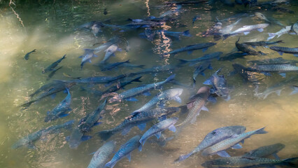 fish in the water.fish cave.Antimony Fish