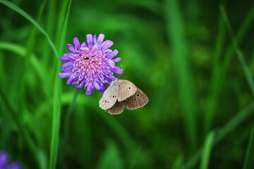 Closeup of a field scabious blossom Knautia arvensis with a meadow brown butterfly sitting on it on dark green backgeound