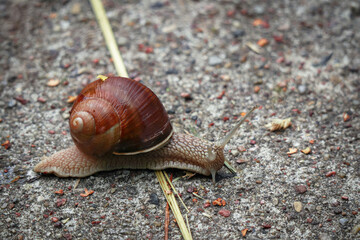 Big brown snail or edible Burgundy snail Helix pomatia crawling and crossing a concrete road and a straw in a city in summer