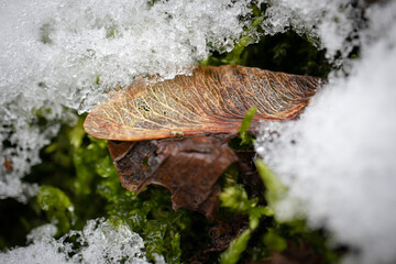 Maple seed pod hiding under the snowy ground with green moss on a warm winter day