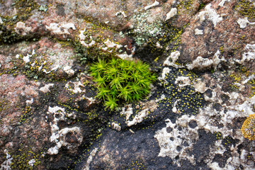 Fototapeta premium Small green moss piece growing in the crack of a big stone gray and white surface